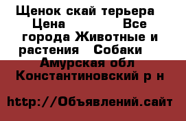 Щенок скай терьера › Цена ­ 20 000 - Все города Животные и растения » Собаки   . Амурская обл.,Константиновский р-н